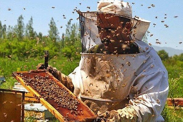 زنبورداری؛ نقشی پررنگ در اشتغالزایی روستاهای کشور زنبورداری؛ نقشی پررنگ در اشتغالزایی روستاهای کشور