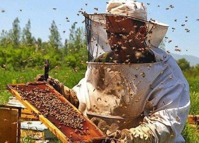 زنبورداری؛ نقشی پررنگ در اشتغالزایی روستاهای کشور