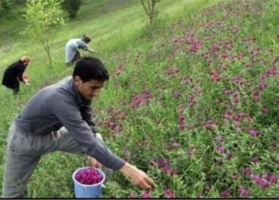 ویژگی های درمانی گیاه بنفشه از نگاه امام رضا (ع)