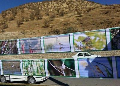 پرنده نگری از برنامه های اصلی جشنواره میانکاله