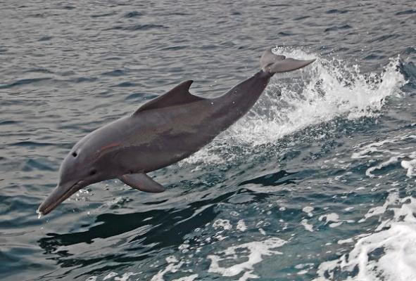شناسایی دلفین گوژپشت اقیانوس هند در استان بوشهر