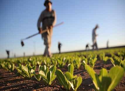 فعالیت های کشاورزی تعطیل بردار نیست فعالیت های کشاورزی تعطیل بردار نیست