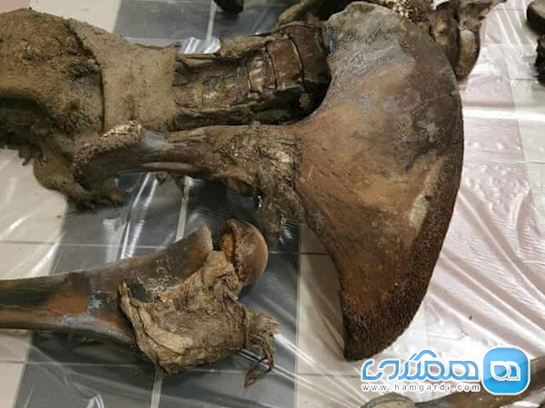 اعلام کشف بقایای ماموت 10 هزار ساله در روسیه