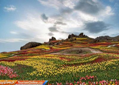 روستای کندر، فرشی از رنگین کمان لاله ها