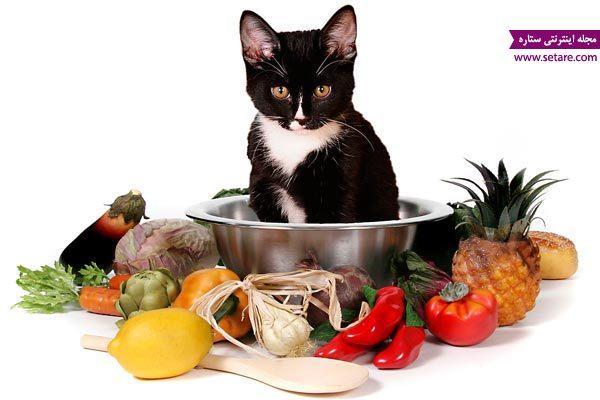 غذای گربه و بچه گربه چیست؟