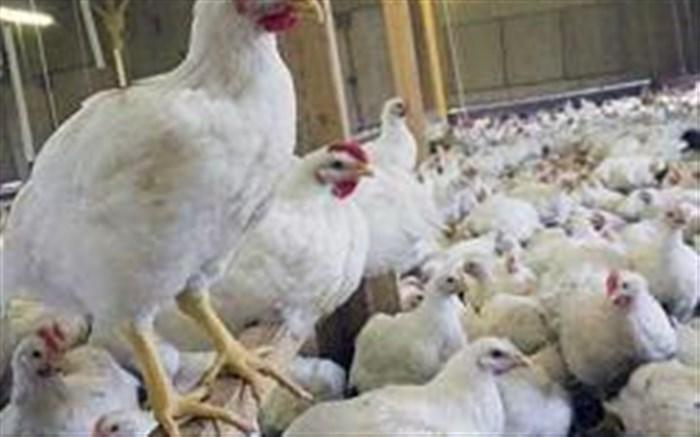 چرا مرغ با نرخ بالاتر از مصوب در بازار عرضه می شود؟