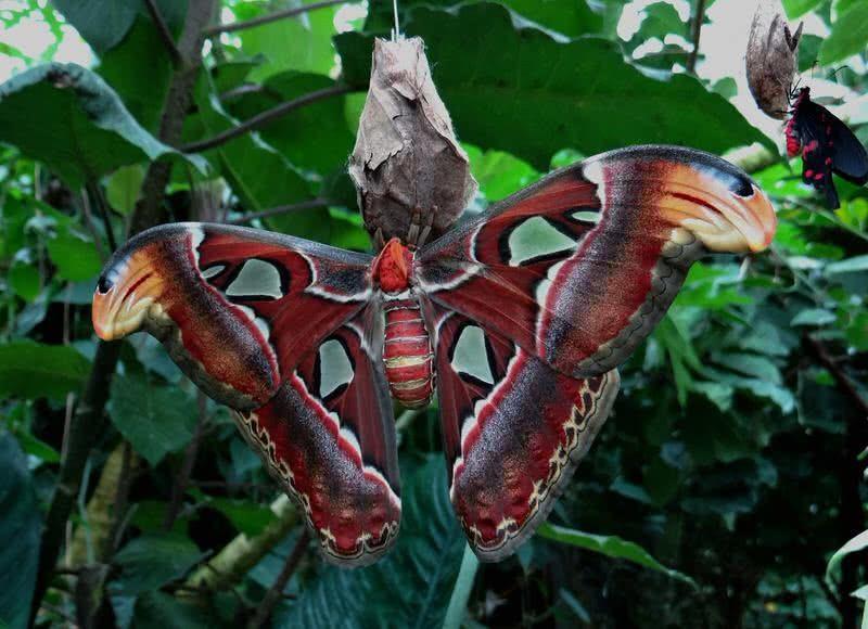 زیبا ترین حشرات جهان