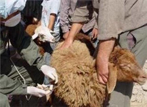 آغاز واکسیناسیون دام های عشایری لرستان برعلیه طاعون نشخوارکنندگان کوچک