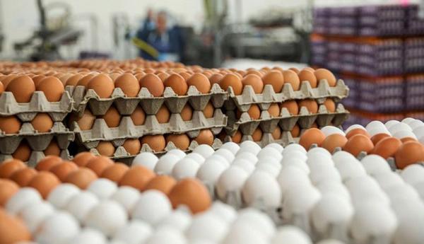 تشکیل کمیته تخصصی ساماندهی بازار مرغ و تخم مرغ