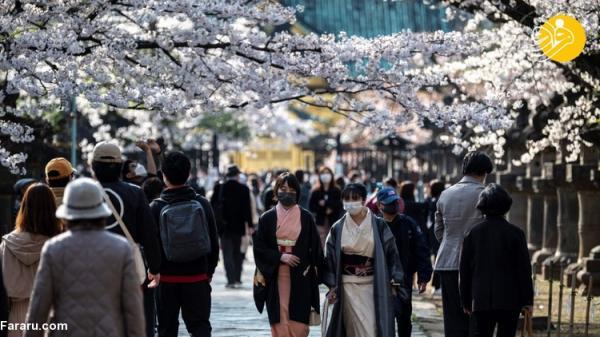 (تصاویر) شکوفایی زودهنگام شکوفه های گیلاس ژاپن