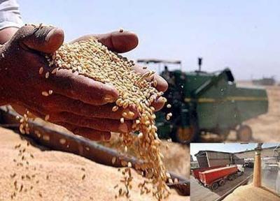 واریز اولین مرحله پول خرید تضمینی گندم به حساب کشاورزان خبرنگاران