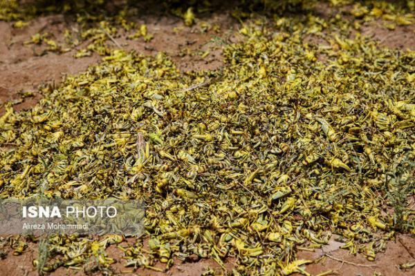 ملخ ها به شمال استان بوشهر رسیدند ملخ ها به شمال استان بوشهر رسیدند