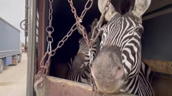 شکایت از باغ وحش صفادشت به خاطر تلفات حیوانات