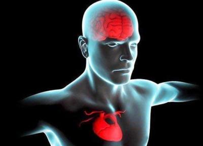 قلب سالم تر موجب عملکرد بهتر مغز می گردد