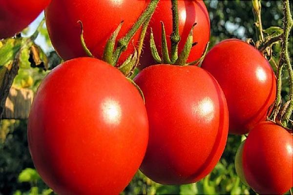 میوه ها و صیفی جاتی که برخی قسمت های آن ها مرگبار است میوه ها و صیفی جاتی که برخی قسمت های آن ها مرگبار است