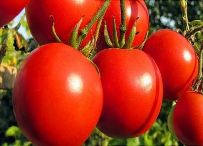 میوه ها و صیفی جاتی که برخی قسمت های آن ها مرگبار است