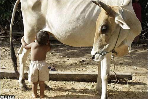 شیرخوردن بچه انسان از گاو! ، عکس