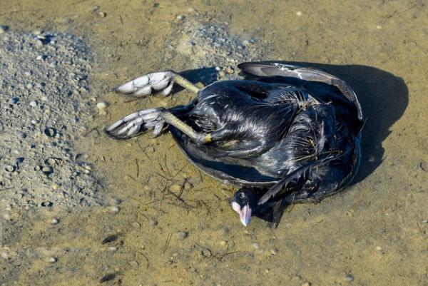 تلفات عجیب پرندگان در خلیج گرگان تکرار می شود؟