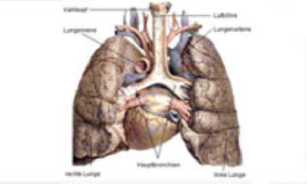 آشنایی با ریه و دستگاه تنفس