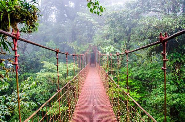 مقاله: کوه Monteverde و جنگل های Cloud کاستاریکا