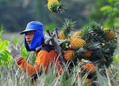برداشت آناناس در مزرعه